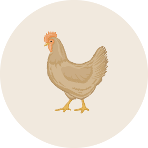 chicken